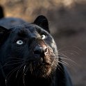 slides/_MG_5521.jpg wildlife, feline, big cat, cat, predator, fur, black, leopard, panther, eye WBCS20 - Black Leopard